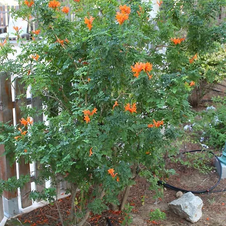 Aparthotel Tramariccia 2*