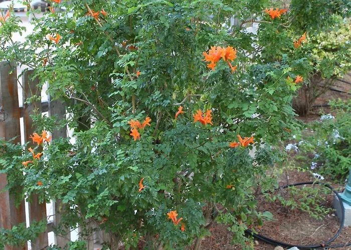 Apartahotel Résidence Tramariccia 2*